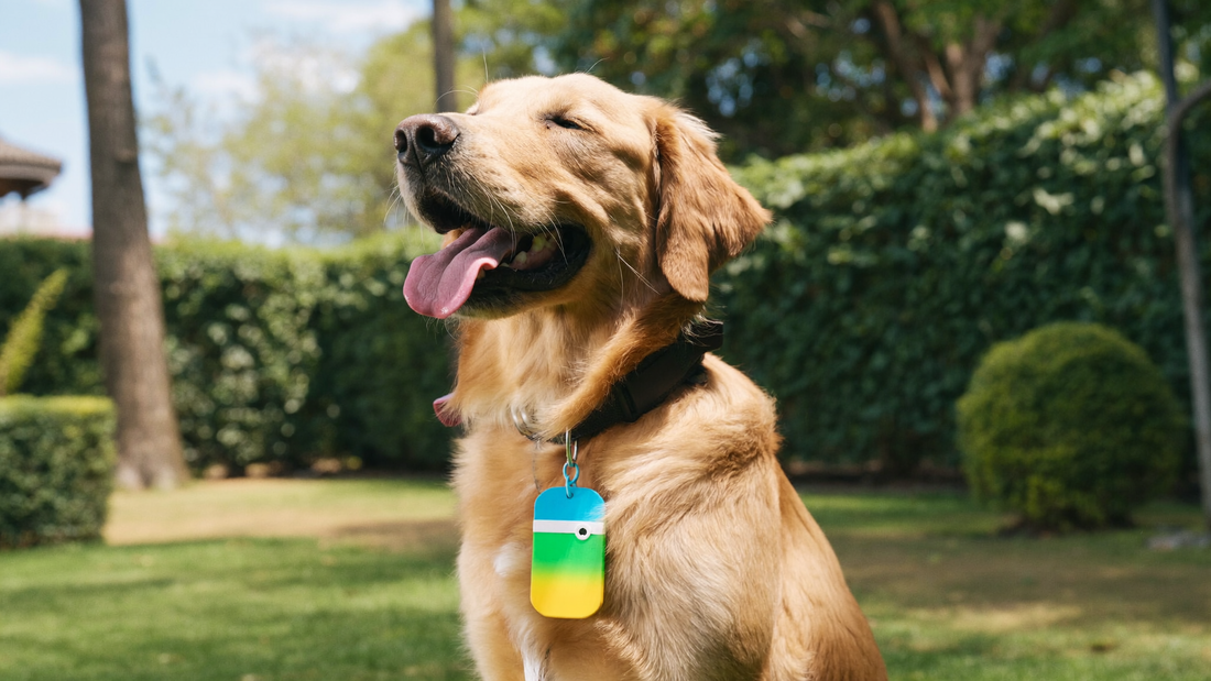 Happy golden retriever wearing a colorful NFC smart pet tag on its collar in a sunny garden